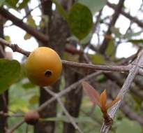 Image de Garcinia buchananii Baker