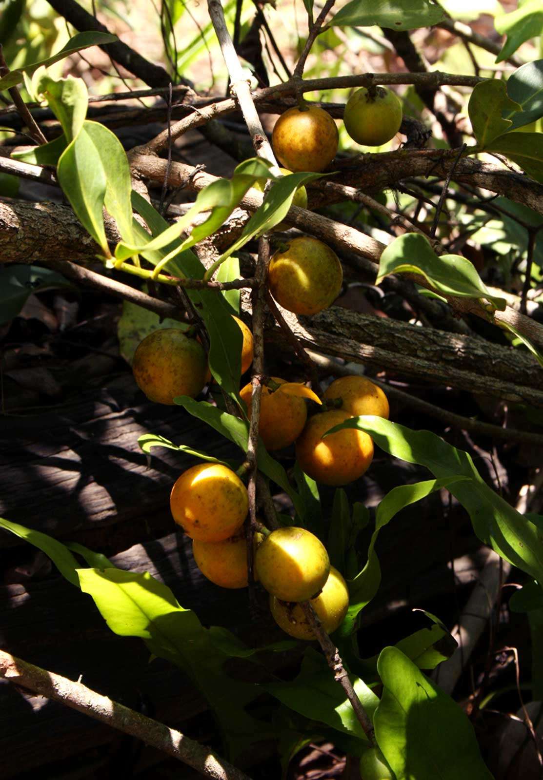 Imagem de Garcinia buchananii Baker