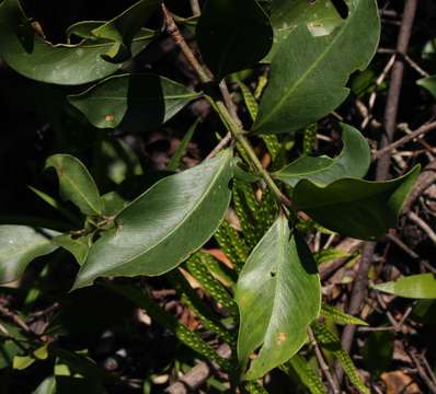 Garcinia buchananii Baker resmi