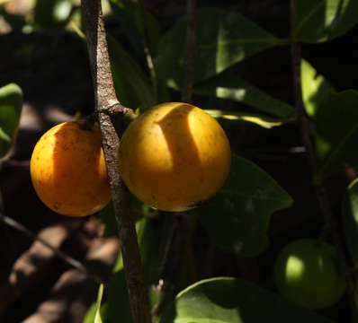 Sivun Garcinia buchananii Baker kuva