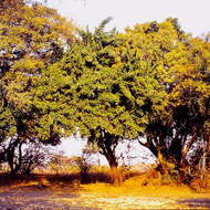 <i>Garcinia livingstonei</i> T. Anderson resmi