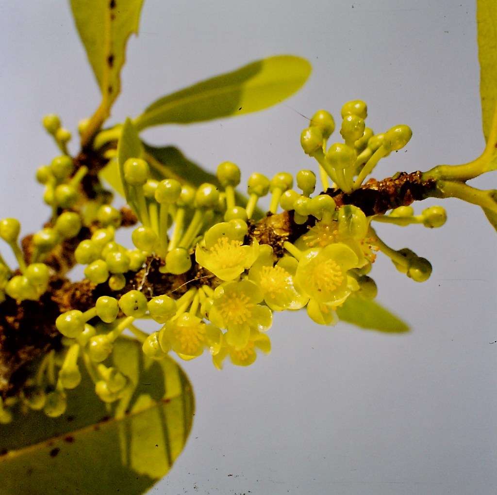 <i>Garcinia livingstonei</i> T. Anderson resmi