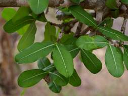 <i>Garcinia livingstonei</i> T. Anderson resmi