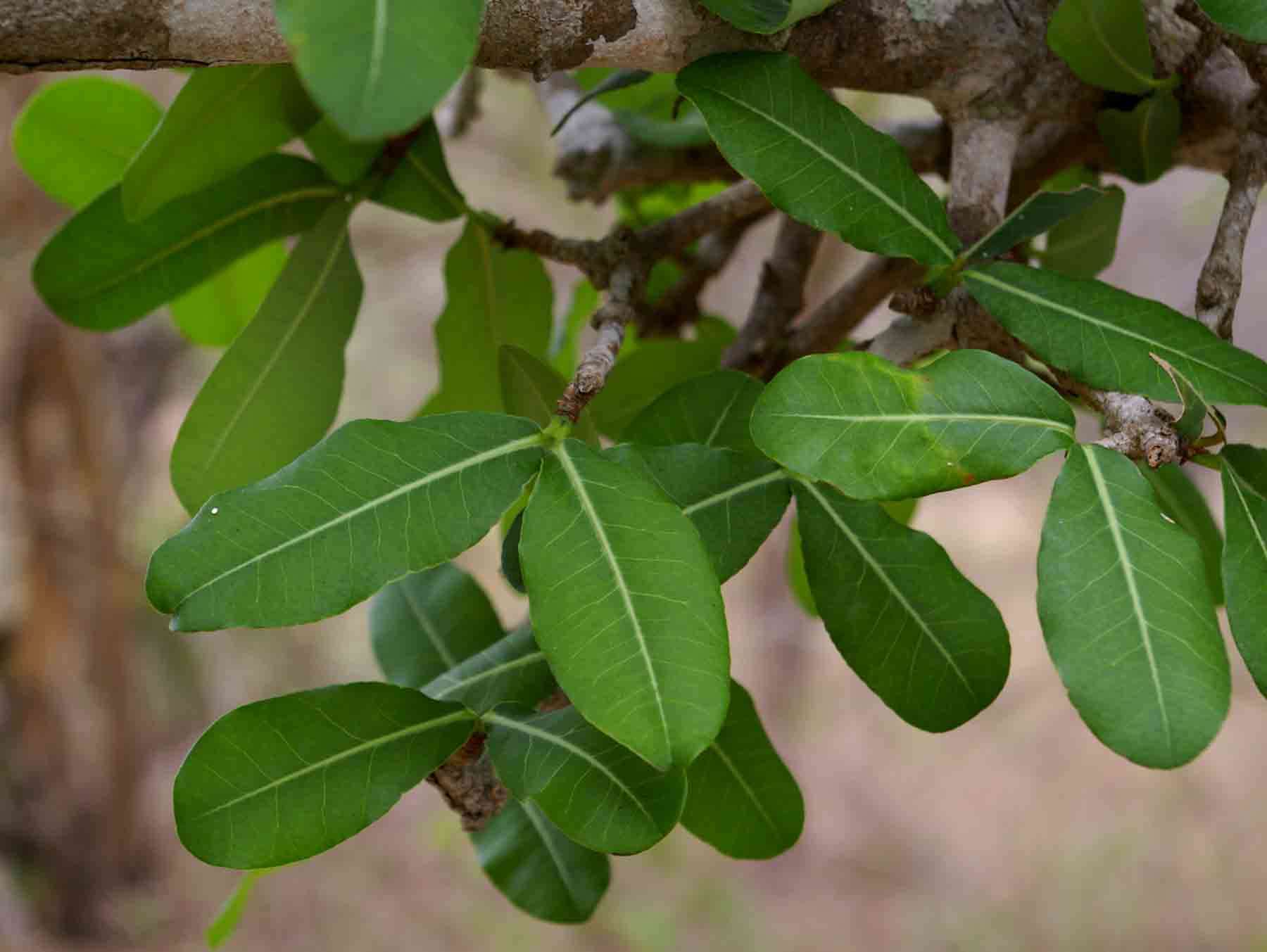 <i>Garcinia livingstonei</i> T. Anderson resmi