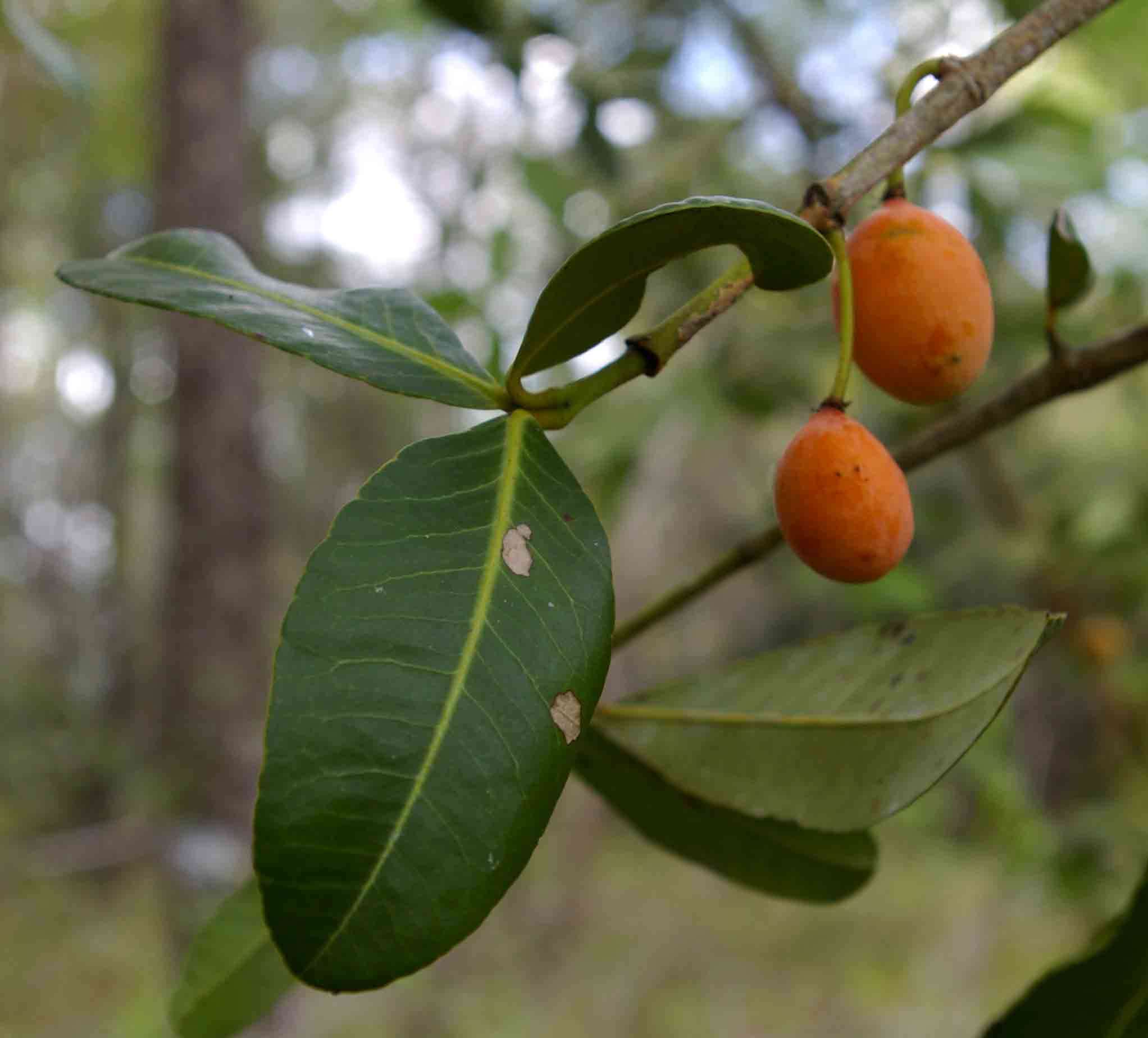 <i>Garcinia livingstonei</i> T. Anderson resmi