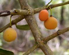 <i>Garcinia livingstonei</i> T. Anderson resmi