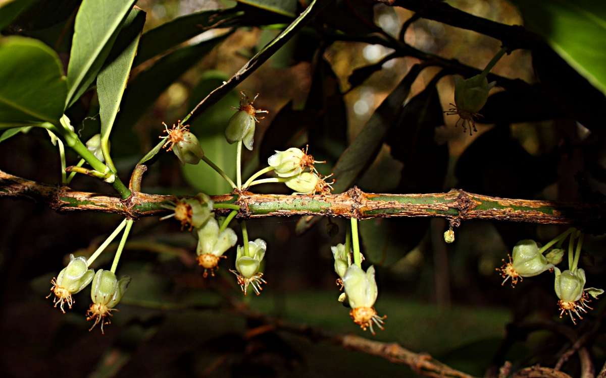 <i>Garcinia livingstonei</i> T. Anderson resmi