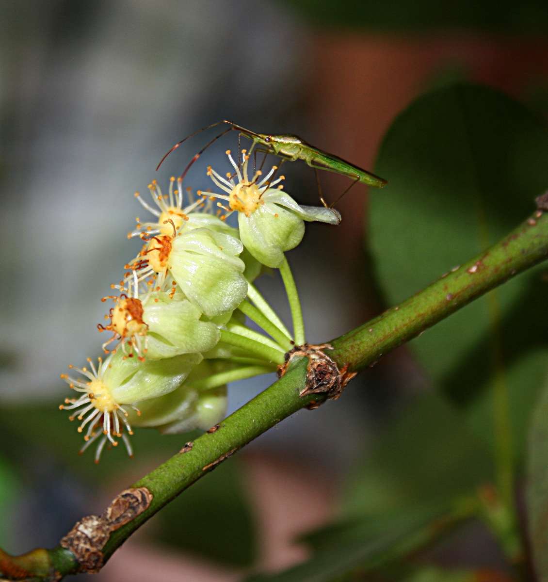 <i>Garcinia livingstonei</i> T. Anderson resmi