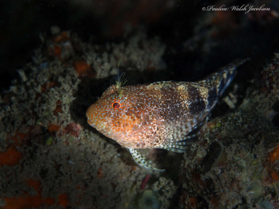 Image of Barred Blenny