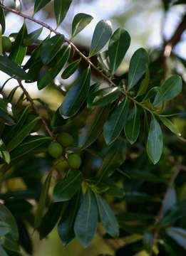 Image of Pepper-bark tree