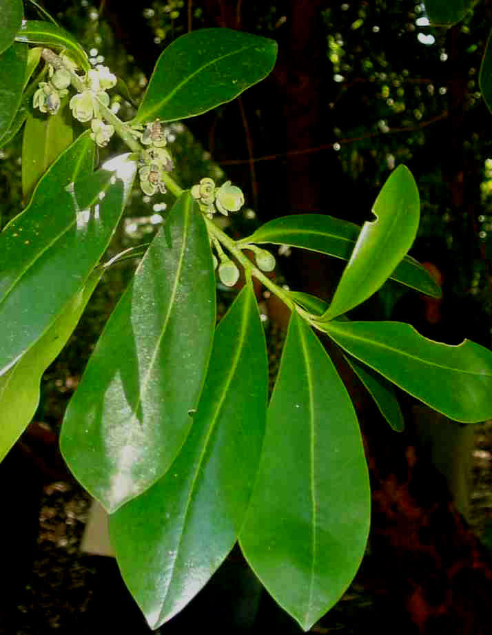 Image of Pepper-bark tree