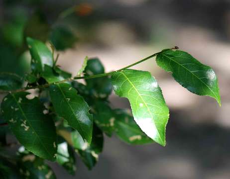 Image of Red-fruited violet-bush