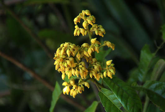 Image of Hairy-leaved violet-bush