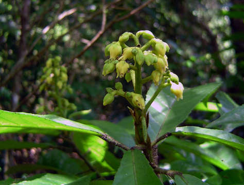 Image of Hairy-leaved violet-bush