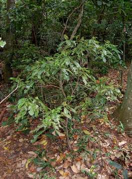 Image of Hairy-leaved violet-bush