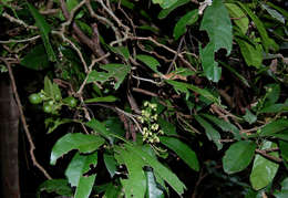 Image of Hairy-leaved violet-bush