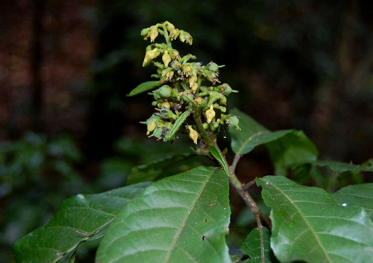 Rinorea ferruginea Engl. resmi