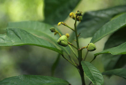 Image of Hairy-leaved violet-bush