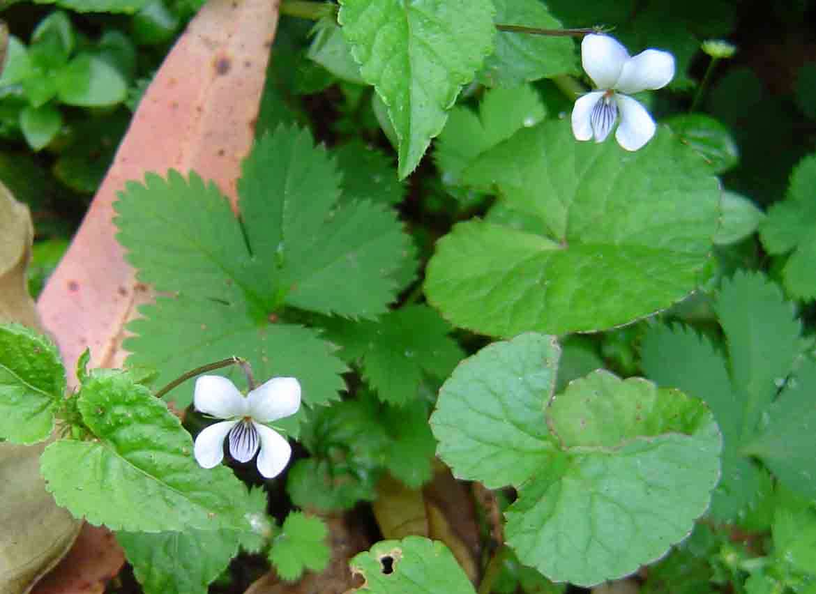 Image of Viola abyssinica Steud. ex Oliv.