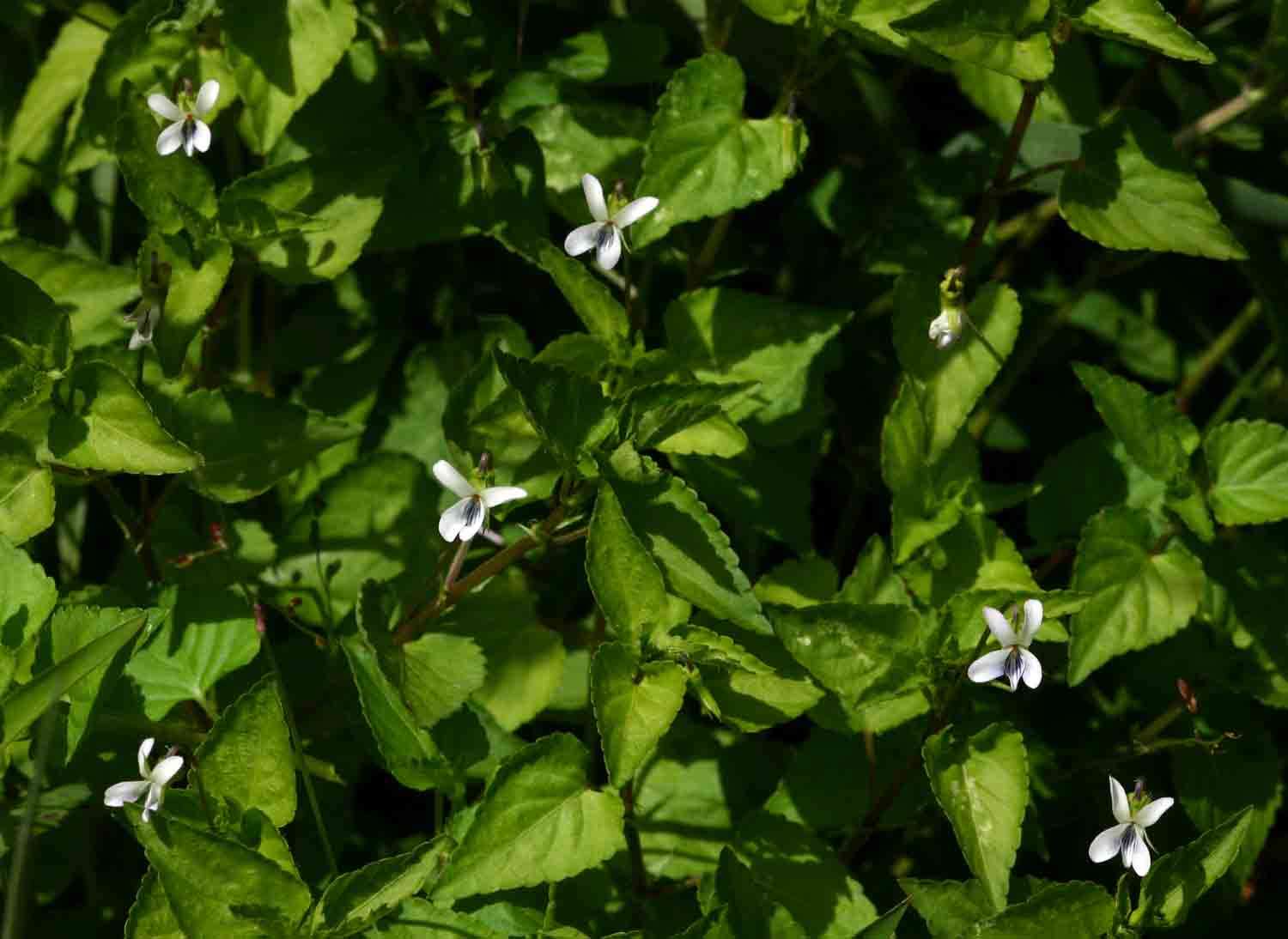 Image of Viola abyssinica Steud. ex Oliv.