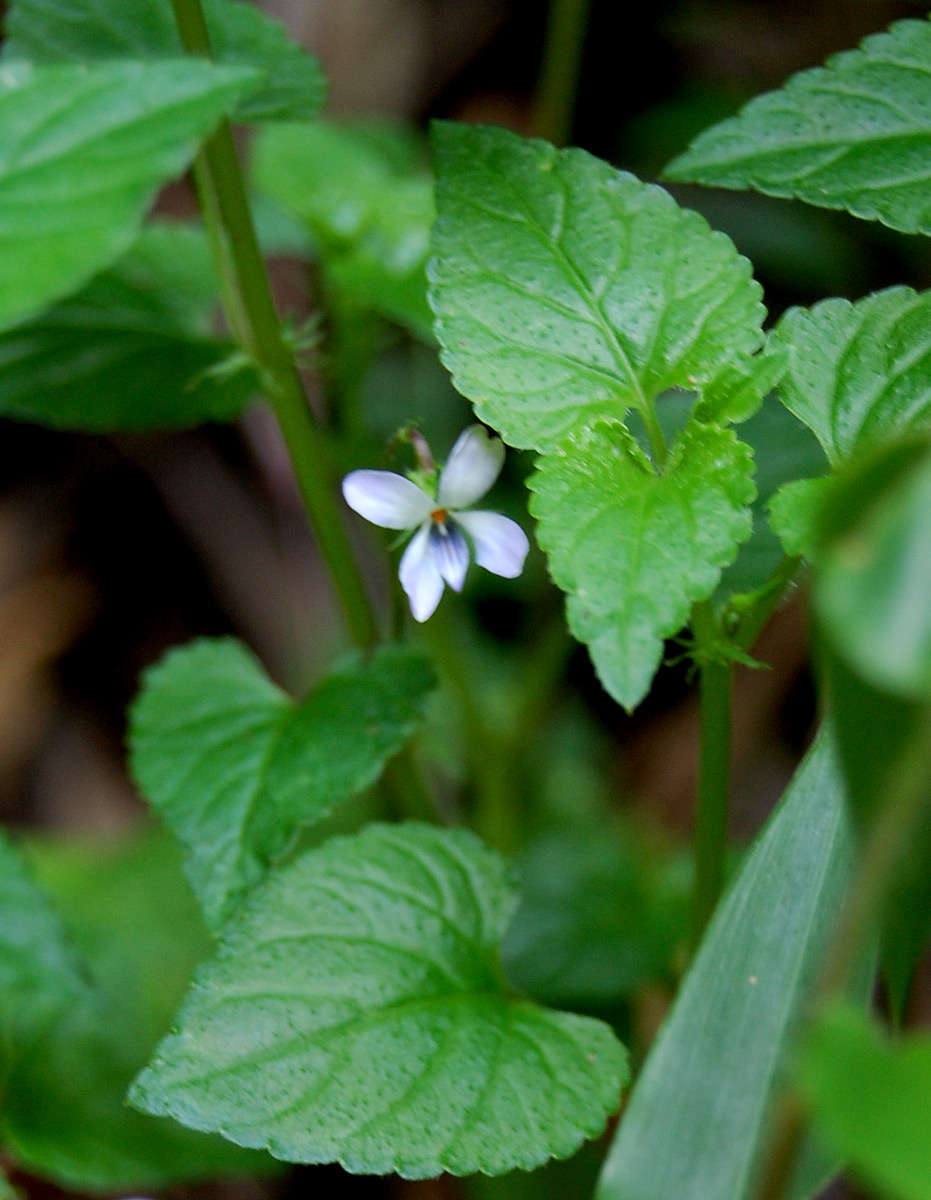 Слика од Viola abyssinica Steud. ex Oliv.