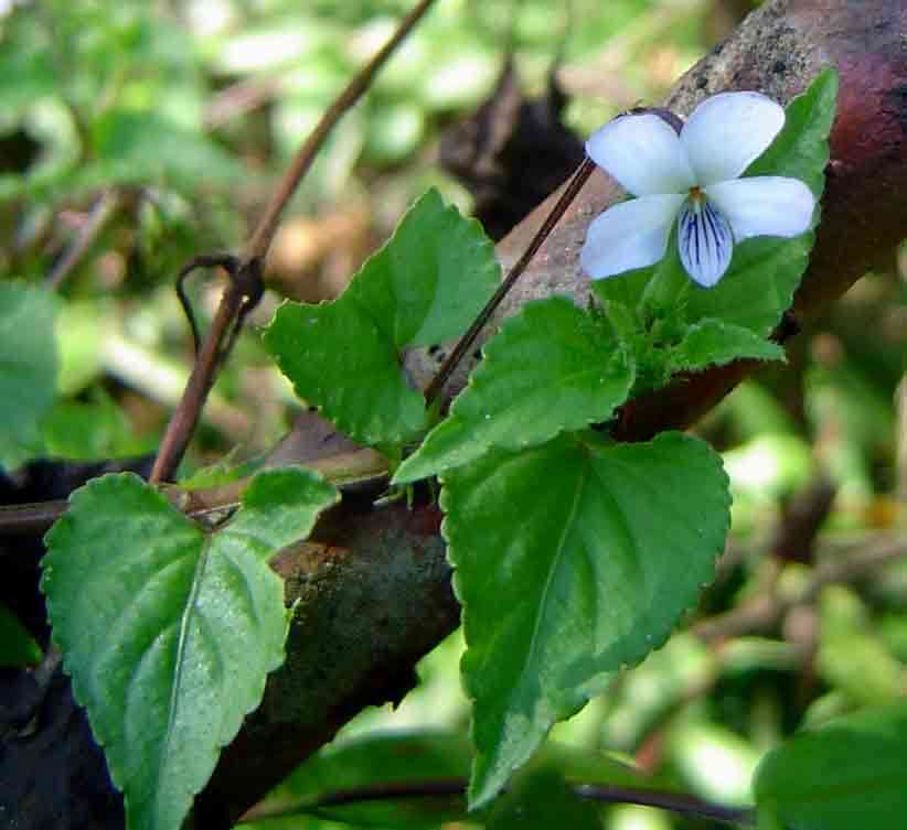 Image of Viola abyssinica Steud. ex Oliv.