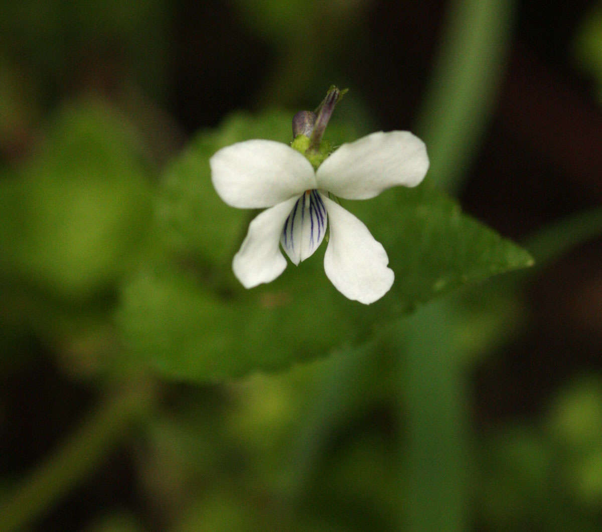 Image of Viola abyssinica Steud. ex Oliv.