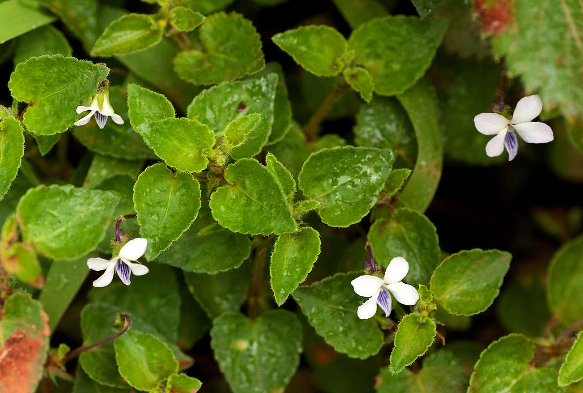 Image of Viola abyssinica Steud. ex Oliv.