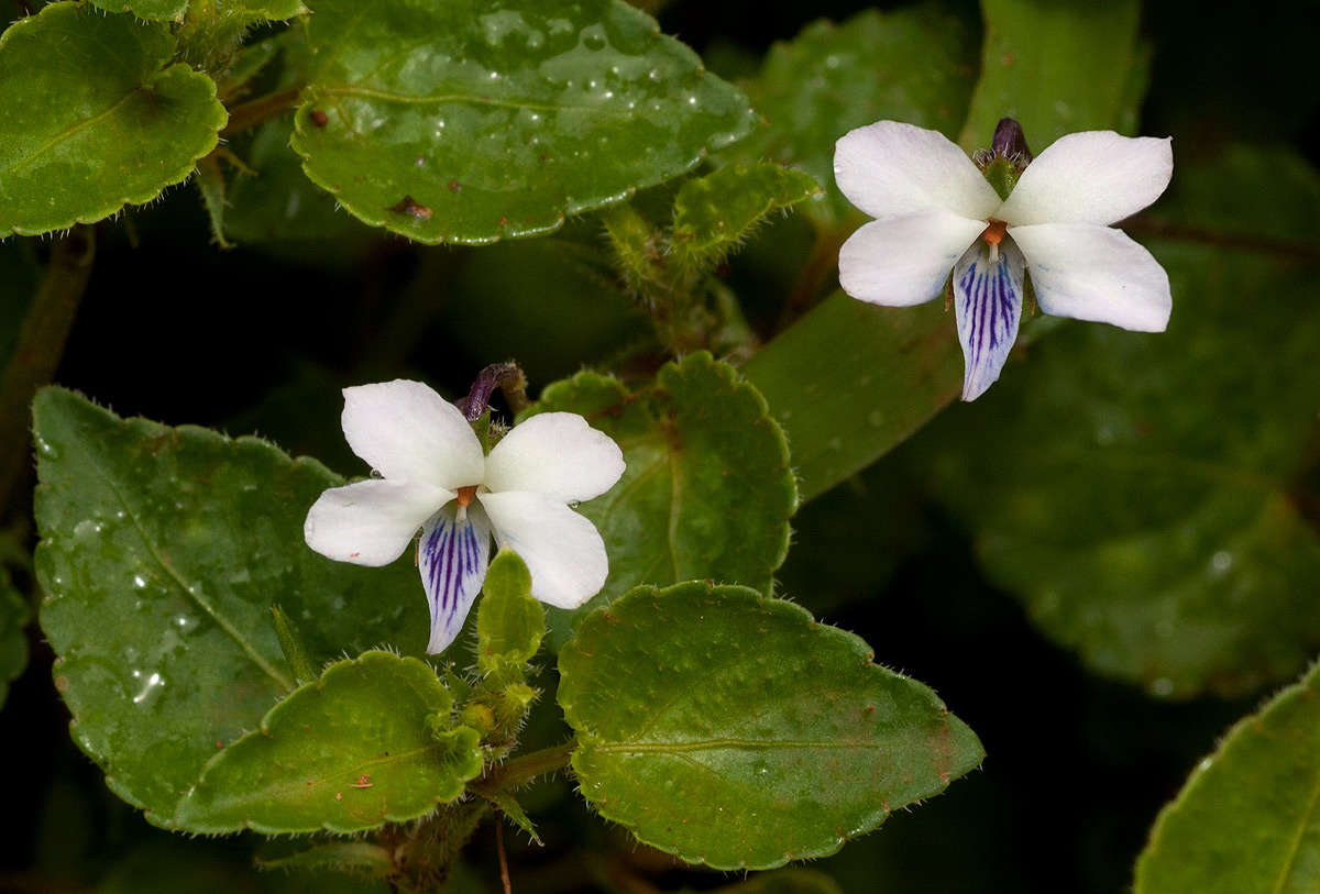 Слика од Viola abyssinica Steud. ex Oliv.