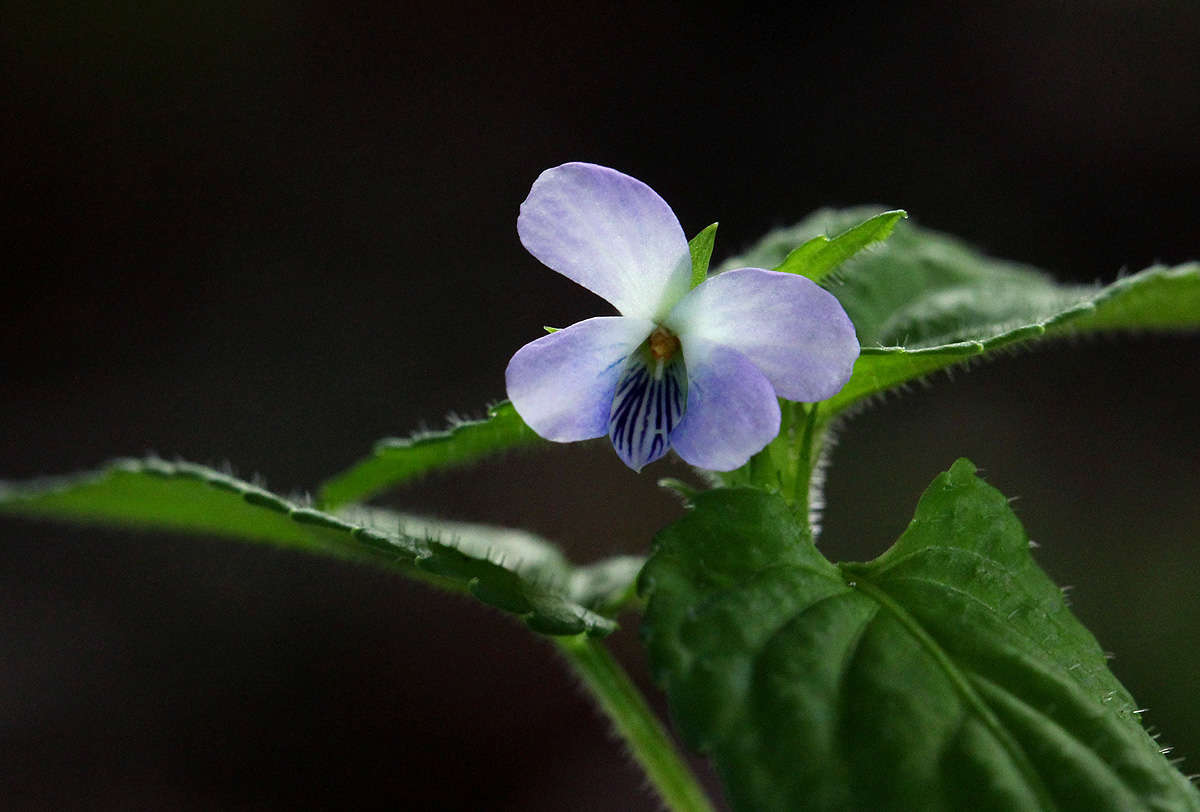 Слика од Viola abyssinica Steud. ex Oliv.