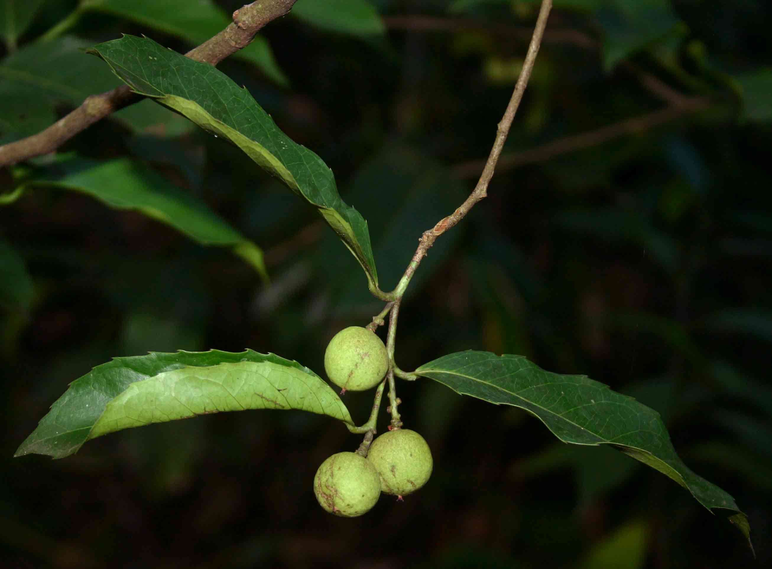 Image of Achariaceae