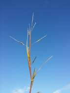 Imagem de Panicum dichotomiflorum Michx.