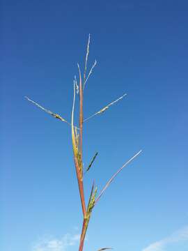 Imagem de Panicum dichotomiflorum Michx.