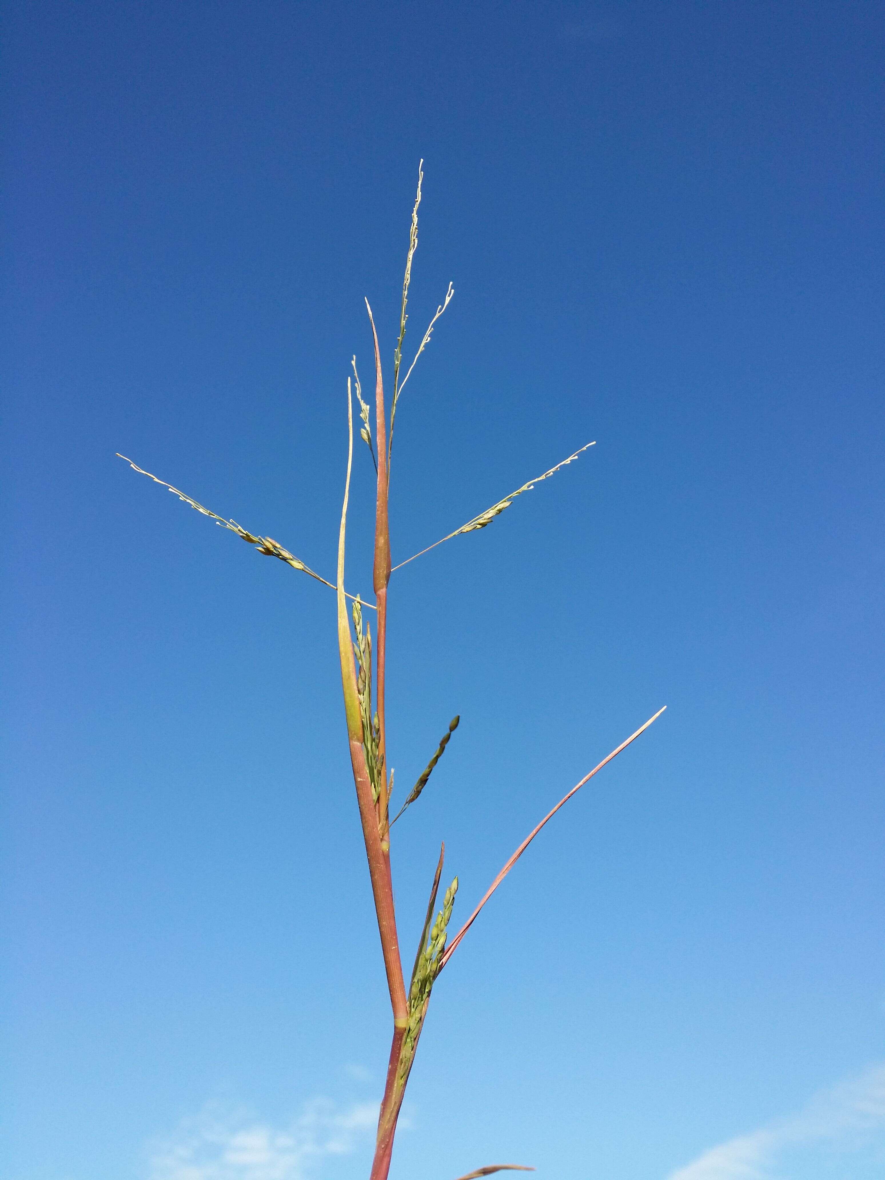 Imagem de Panicum dichotomiflorum Michx.