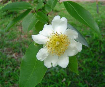 Image of Fried-egg flower