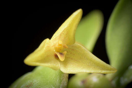 Image of Bulbophyllum oblongum (Lindl.) Rchb. fil.