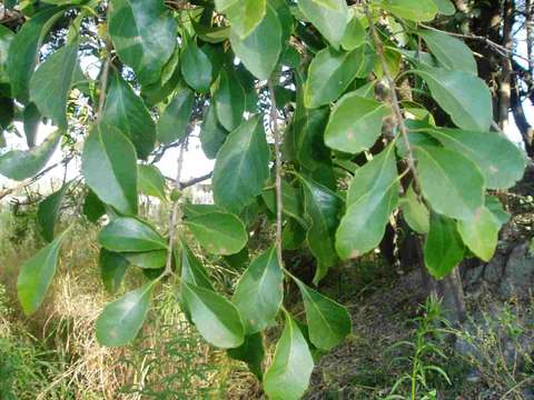 Image of Scolopia