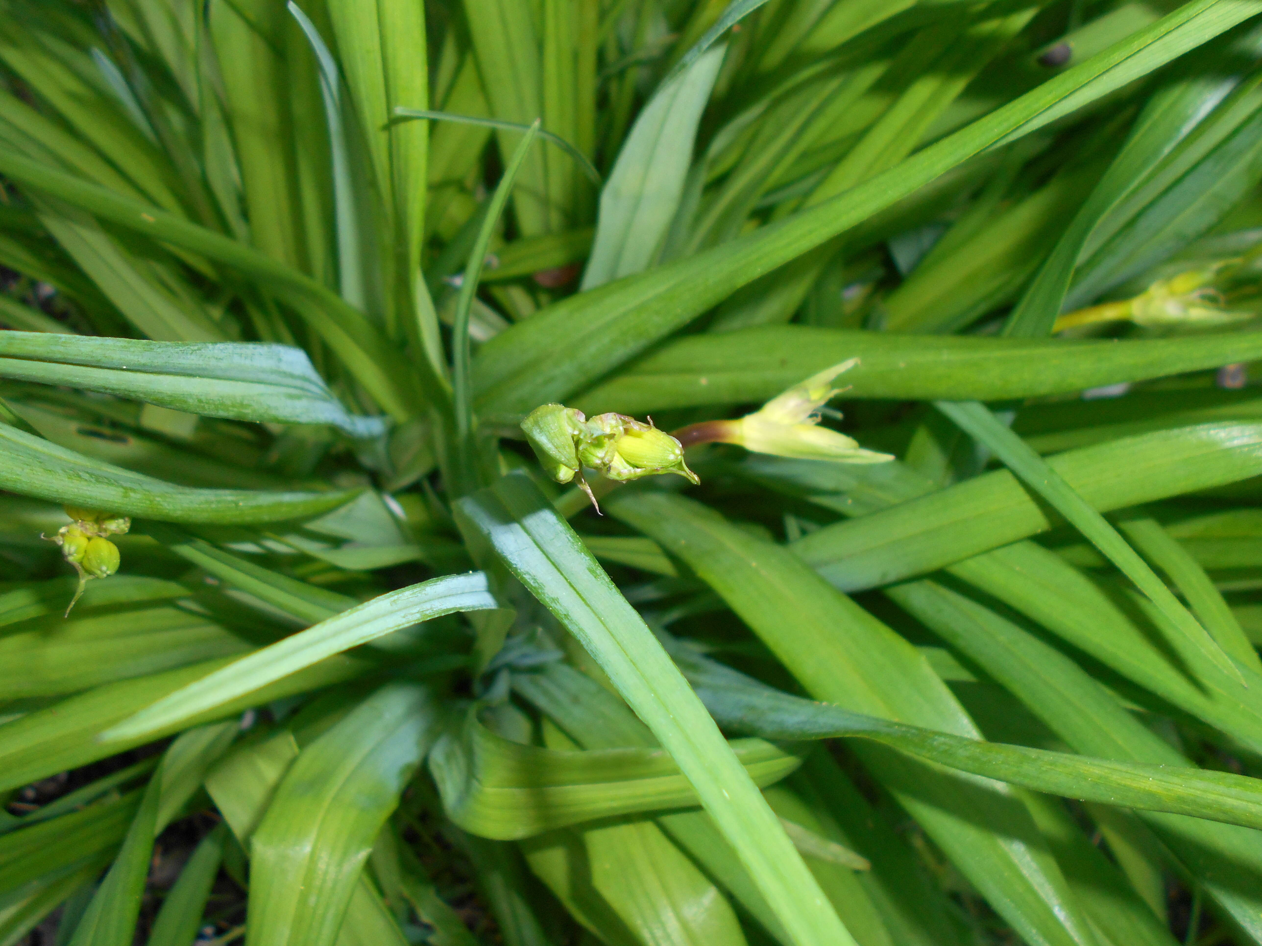 Image of Dumortier's daylily