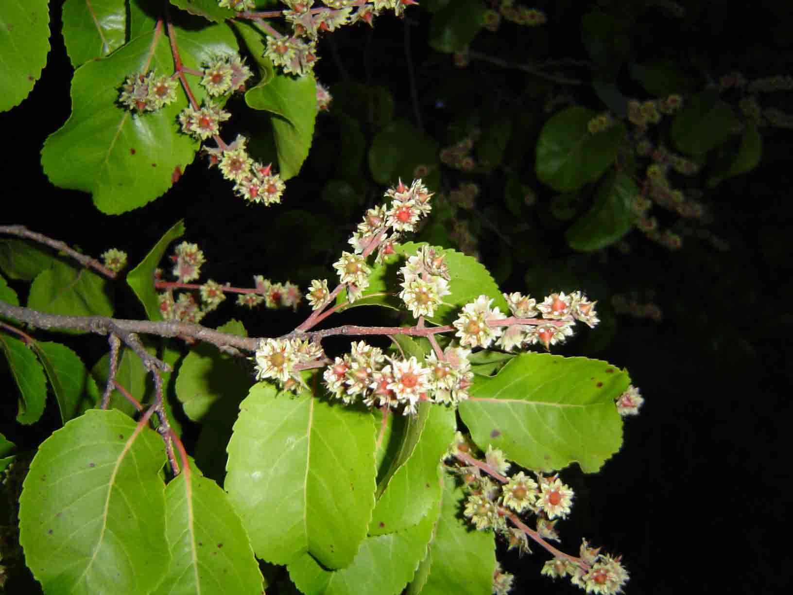 Image of Zambezi brown-ironwood