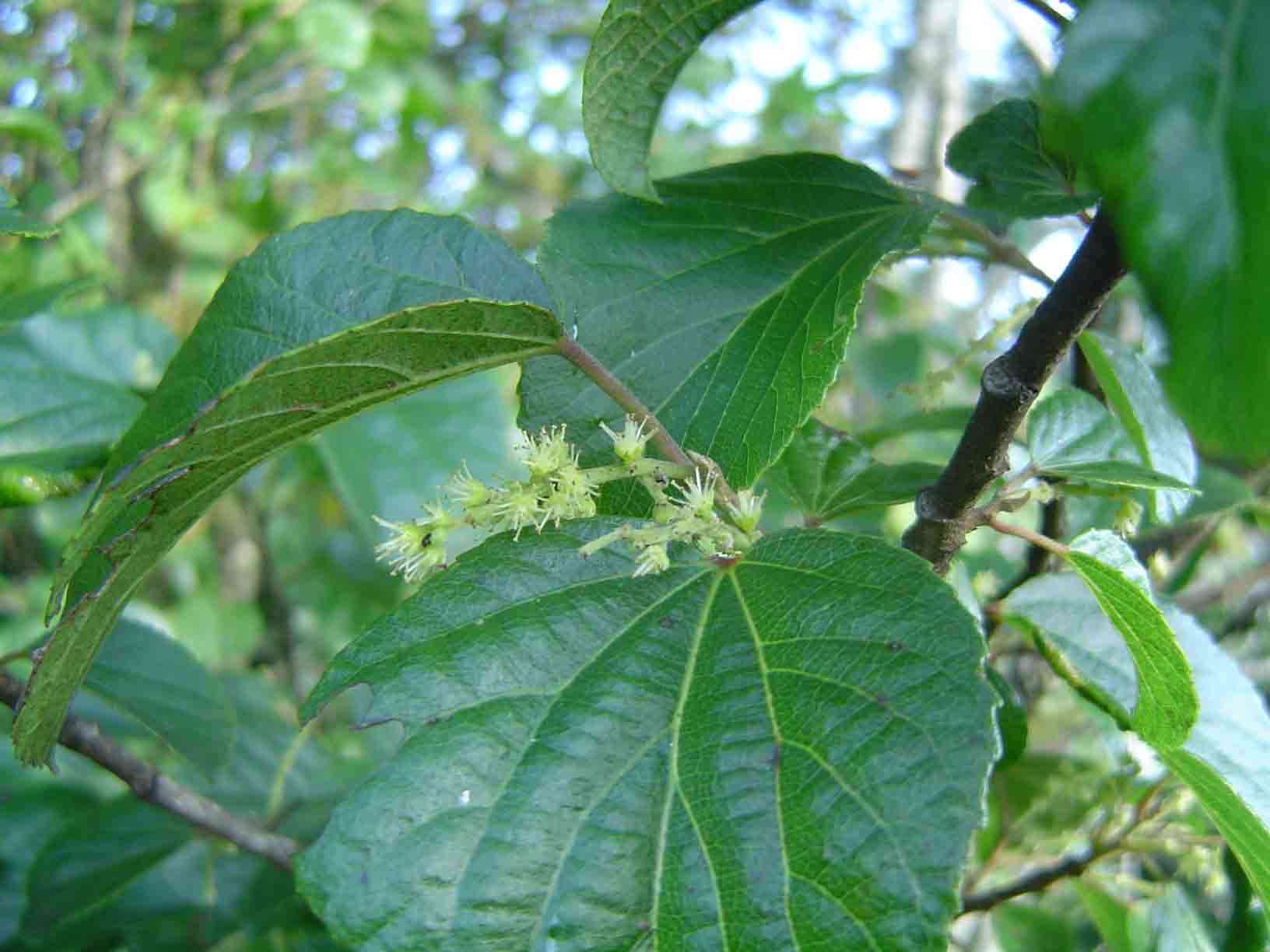 Image of Trimeria grandifolia (Hochst.) Warb.