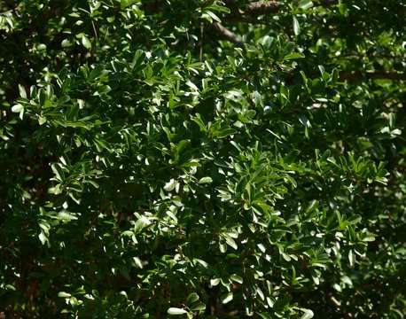 Image of Ceylon gooseberry