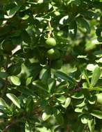 Image of Ceylon gooseberry