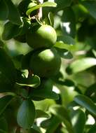 Image of Ceylon gooseberry