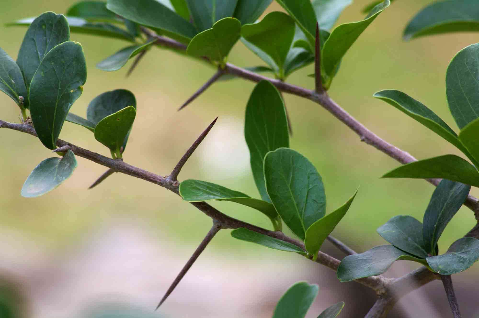 Image of Ceylon gooseberry