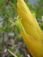 Image of Tillandsia lotteae H. Hrom. ex Rauh