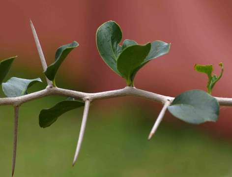 Image of Ceylon gooseberry