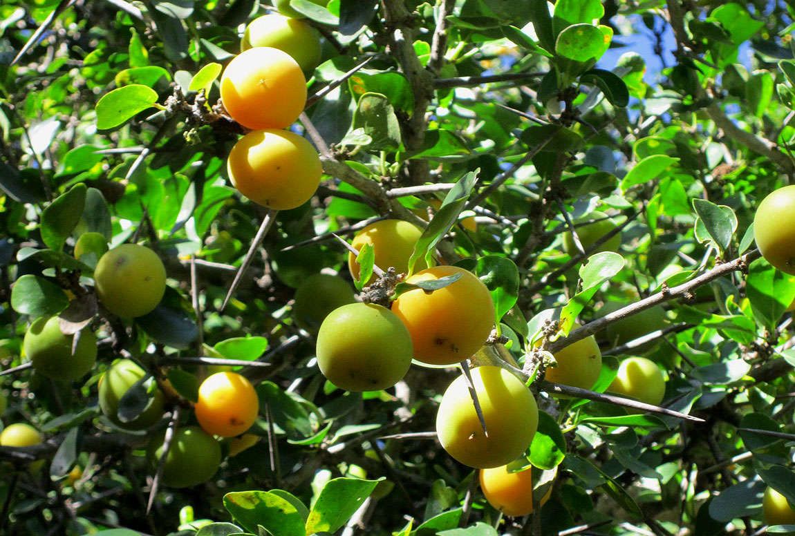 Image of Ceylon gooseberry