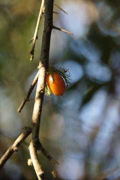 Image of Dovyalis macrocalyx (Oliv.) Warb.