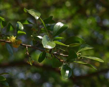 Image of Wilde apricot