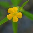 Image of Streptopetalum serratum Hochst.